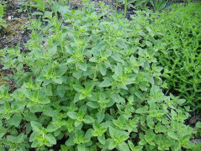 Mäkimeirami / Oregano