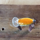Pikku Vaappu 2,5cm - pikkukuva 4