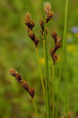Jänönsara (Carex ovalis), siemeniä 50 kpl