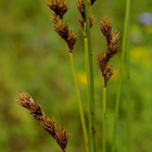 Jänönsara (Carex ovalis), siemeniä 50 kpl - pikkukuva 1