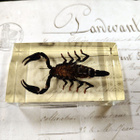 Natura Obscura – Entomologinen näyte no. 370 - pikkukuva 3