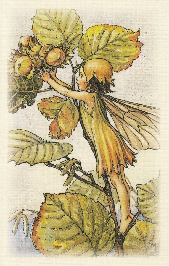 Cicely Mary Barker: Kukkakeijut hasselpähkinä