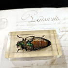 Natura Obscura – Entomologinen näyte no. 328 - pikkukuva 3