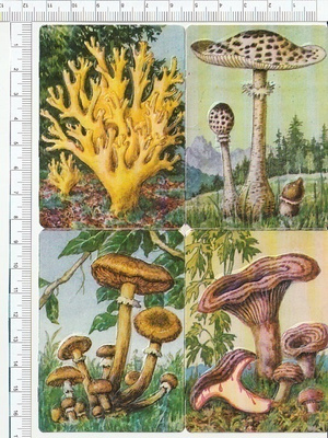 * Heller, syömäkelpoiset sienet- pikku- arkki, 16,5 x 12cm *