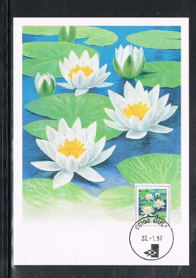 Maksimikortti - Lumpeenkukka -97