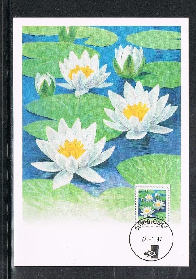 Maksimikortti - Lumpeenkukka -97