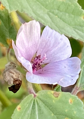 Rohtosalkoruusu (Althaea officinalis), siemeniä 50 kpl