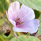 Rohtosalkoruusu (Althaea officinalis), siemeniä 50 kpl - pikkukuva 1
