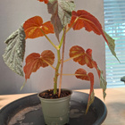 Begonia U168 - pikkukuva 3