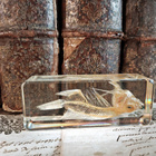 Karppi, Natura Obscura – Entomologinen näyte no. 495 - pikkukuva 1