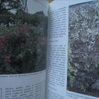 Herb & Kitchen Garden – keittiö ja yrtti puutarha - pikkukuva 3