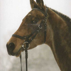 HEVONEN POSTIKORTTI - AKHAL-TEKE-HEVONEN - pikkukuva 1