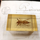 Natura Obscura – Entomologinen näyte no. 363 - pikkukuva 3