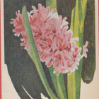 BL Hyasintti - pikkukuva 1