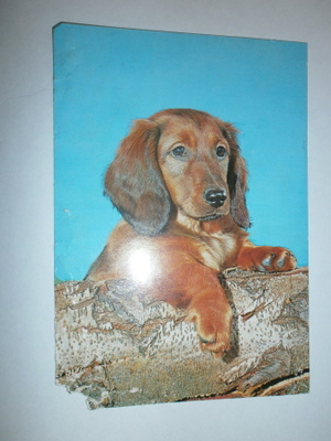 Koira ¤ 2, Mäyräkoira, väripk, p. 1977