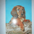 Koira ¤ 2, Mäyräkoira, väripk, p. 1977 - pikkukuva 1