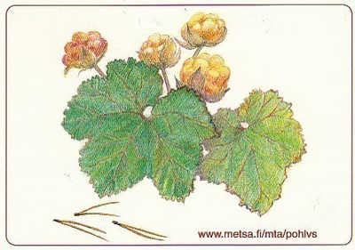 POSTIKORTTI Suomuurain, Metsähallitus