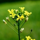 Ruistankio (Camelina sativa), siemeniä 50 kpl - pikkukuva 2