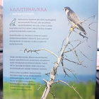Jorma Luhta : Muuttohaukka - taivaanjumala ( SIS POSTIKULU - pikkukuva 2