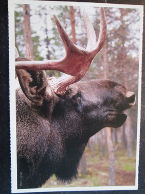 KULKEMATON SARVIPÄÄ HIRVI METSÄN KESKELLÄ