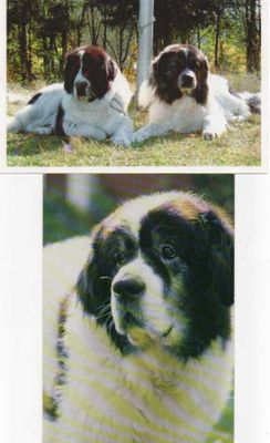 2 PYRENEITTEN MASTIFFI POSTIKORTTIA