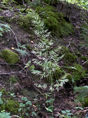 Metsäkastikka, siemeniä 50 kpl