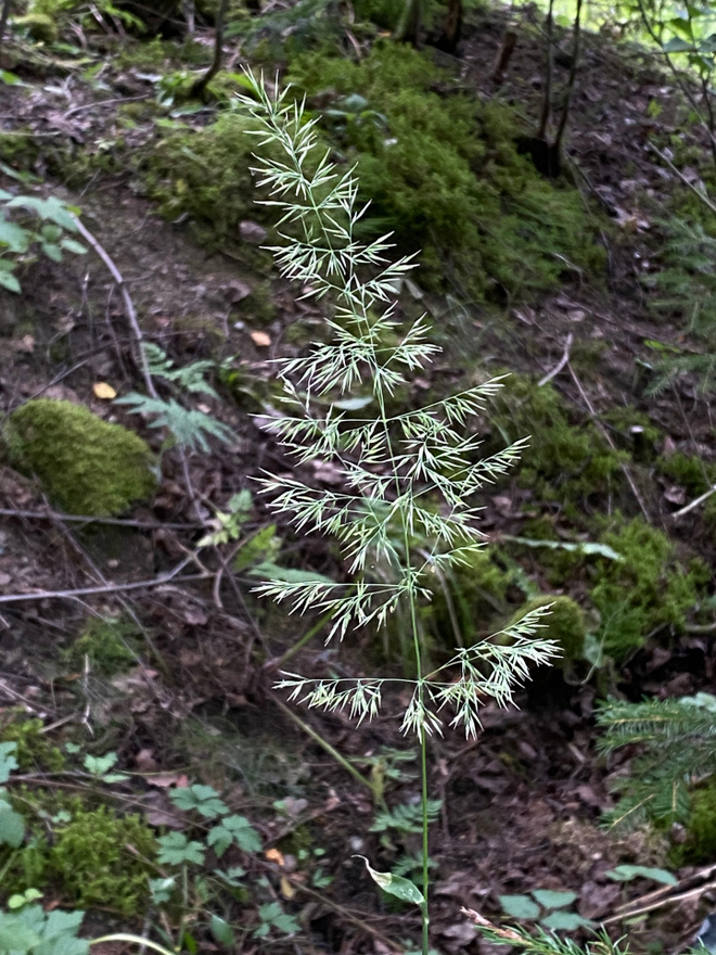 Metsäkastikka, siemeniä 50 kpl