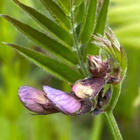 Aitovirna (Vicia sepium), siemeniä 50 kpl - pikkukuva 2