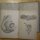 ALICE B STOCKHAM : Tokologia (1898), kätilökirja - pikkukuva 3