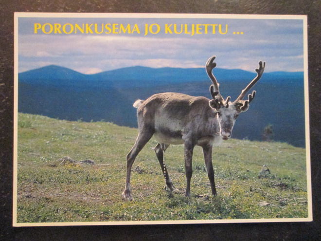 KULKEMATON PORO SUOMEN LAPISSA TUNTURISSA RIITTA LEHVONEN