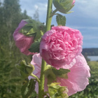 Tarhasalkoruusu ’Chater’s Double Pink’, siemeniä 50 kpl - pikkukuva 2