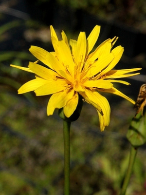 Mustajuuri (Scorzonera hispanica), siemeniä 30 kpl