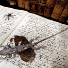 Taksidermia – Draco volans -lentolisko - pikkukuva 4