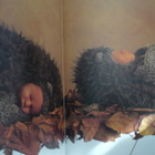 Puutarhassa kasvaa ihme - Anne Geddes - 1.painos - pikkukuva 2