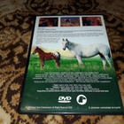 Hevoshullu (DVD) -40% - pikkukuva 2