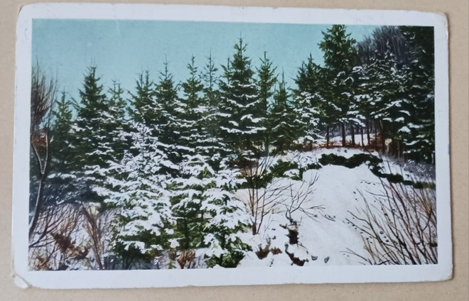 Talvinen metsämaisema, vanha väripk, p. 1912