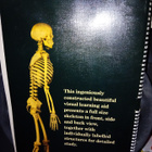 McMinn : The Human Skeleton ( SIS POSTIKULU ) - pikkukuva 2