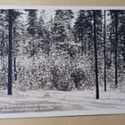 Kouvola, mänty nuortentuu helposti, tiheää taimistoa, 1928 - pikkukuva 1