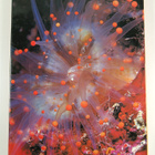 Vic Cox : Ocean life : beneath the crystal seas - pikkukuva 2