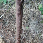 Metalliset tikapuut 3,85 m vintage - pikkukuva 4