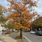 Ruotsinpihlaja (Scandosorbus intermedia), siemeniä 30 kpl - pikkukuva 2