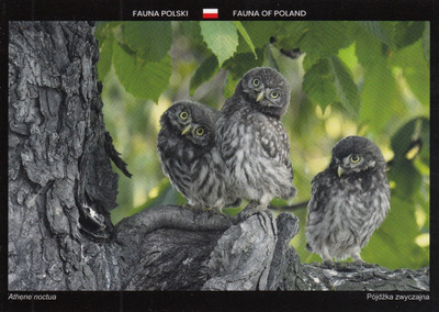 Kolme pöllönpoikasta
