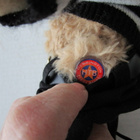 Hard Rock Cafe Teddy Bear Paris with Beret - pikkukuva 3