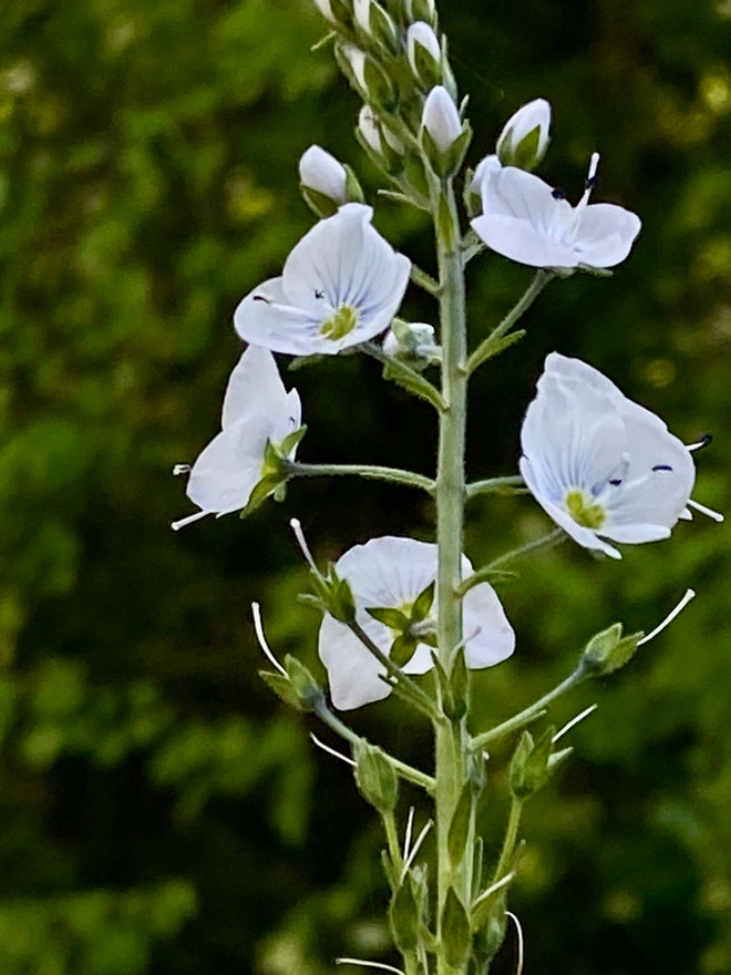 Unelmatädyke 'Pallida', siemeniä 50 kpl