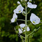 Unelmatädyke 'Pallida', siemeniä 50 kpl - pikkukuva 1