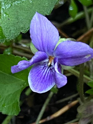 Tuoksuorvokki (Viola odorata), siemeniä 50 kpl
