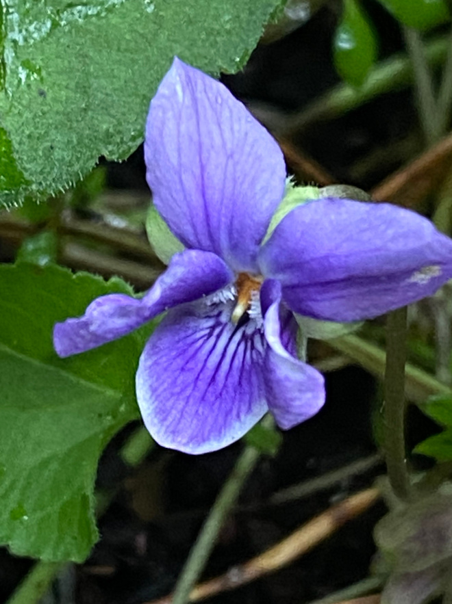 Tuoksuorvokki (Viola odorata), siemeniä 50 kpl