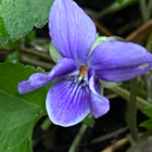 Tuoksuorvokki (Viola odorata), siemeniä 50 kpl - pikkukuva 1