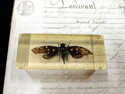 Natura Obscura – Entomologinen näyte no. 402