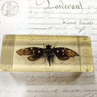 Natura Obscura – Entomologinen näyte no. 402 - pikkukuva 1